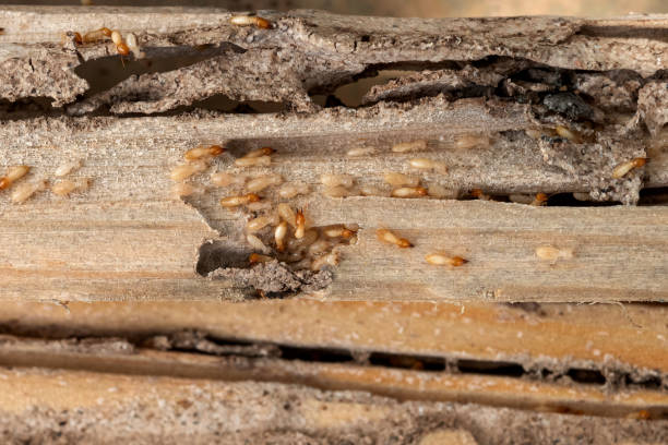 Pest Prevention Services in Villa Grove, IL