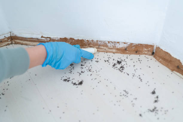 Best Bed Bug Extermination  in Vla Grove, IL
